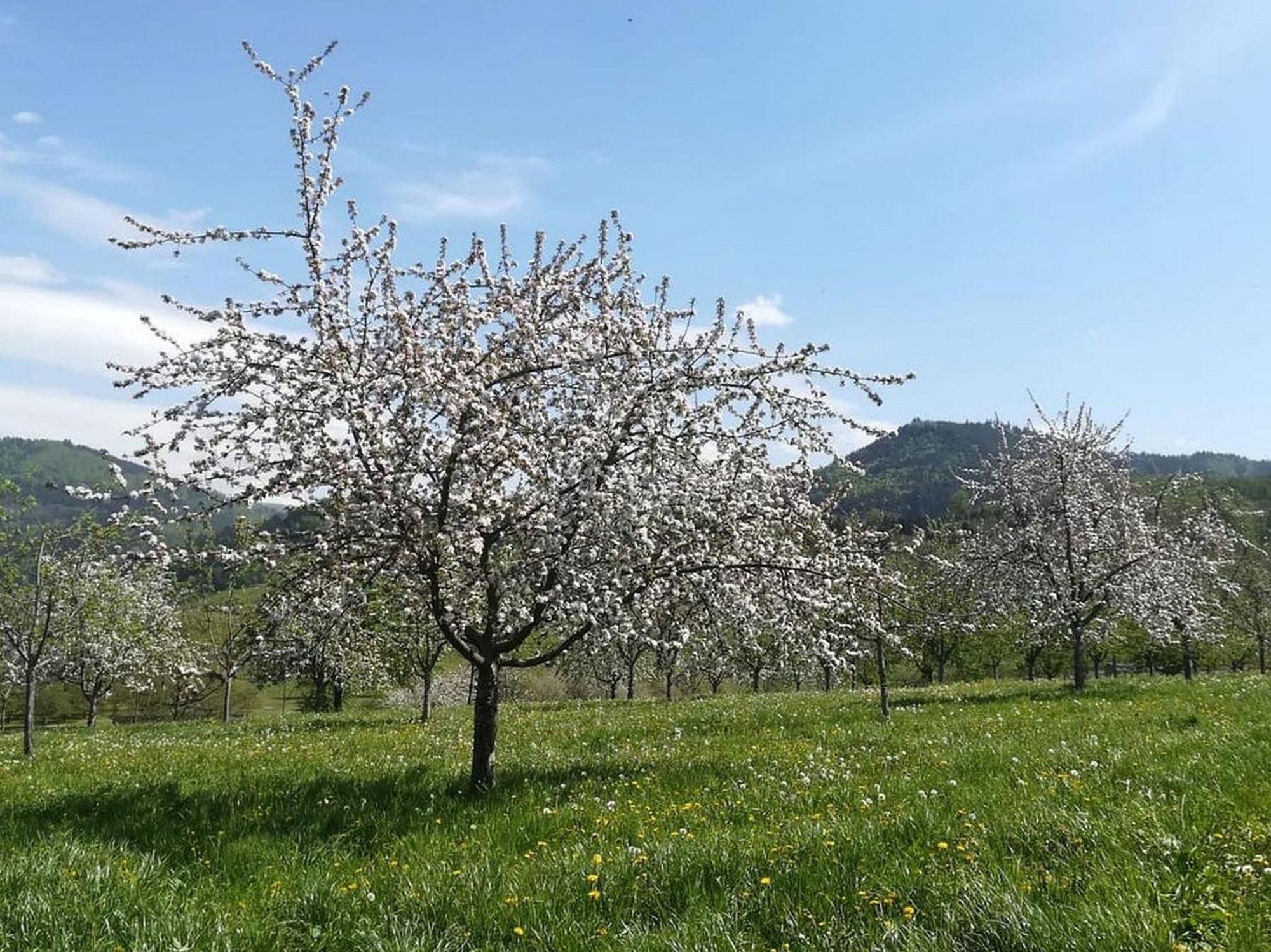 Ferienhof Vordere Alm Oberkirch  Exterior foto